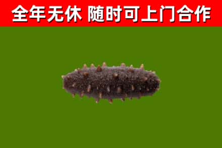 右江回收海参干